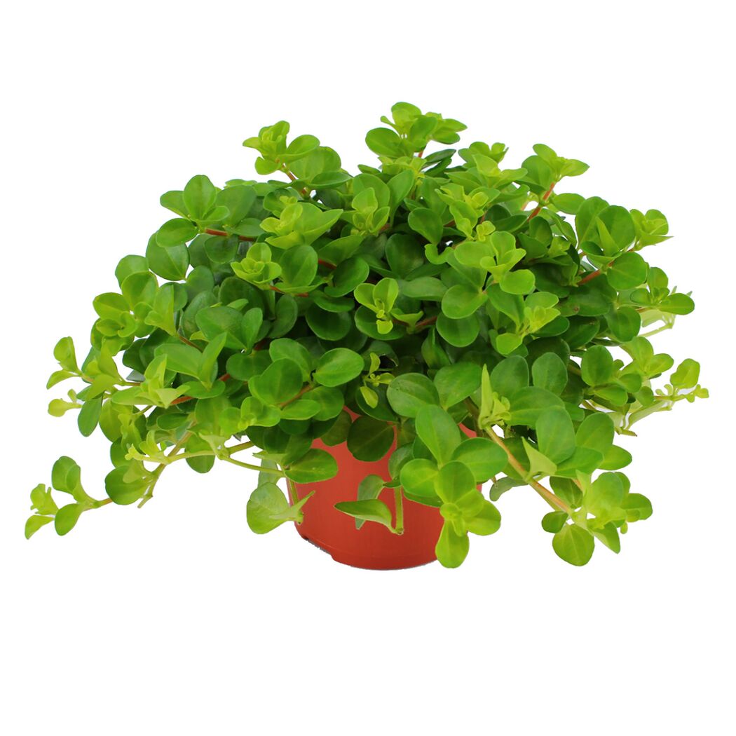 Peperomia Rotundifolia in Topf