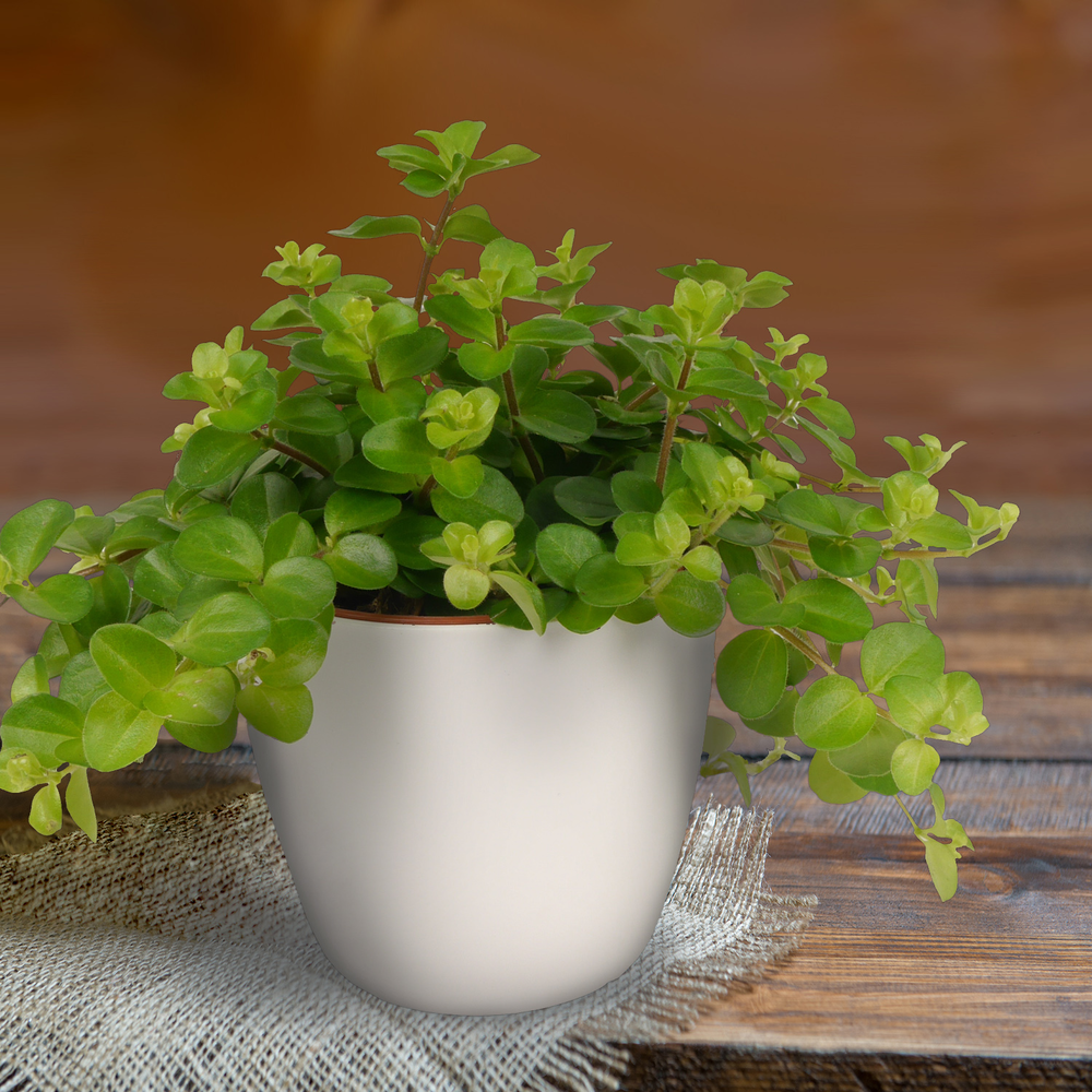 Peperomie Rotundifolia + product picture