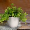 Peperomia Rotundifolia in weißem Topf