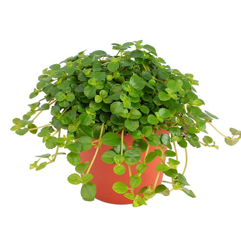 Grüne Hängepflanze Pilea Depressa Sao Paulo im Topf