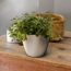 Pilea Depressa Sao Paulo in weißem Topf