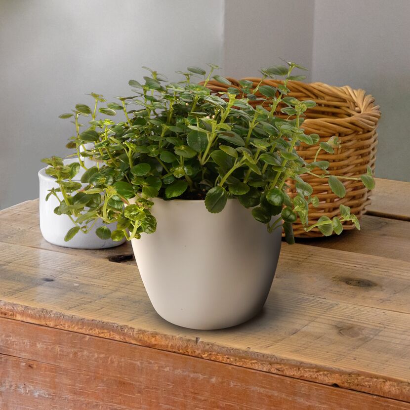 Pilea Depressa Sao Paulo in weißem Topf