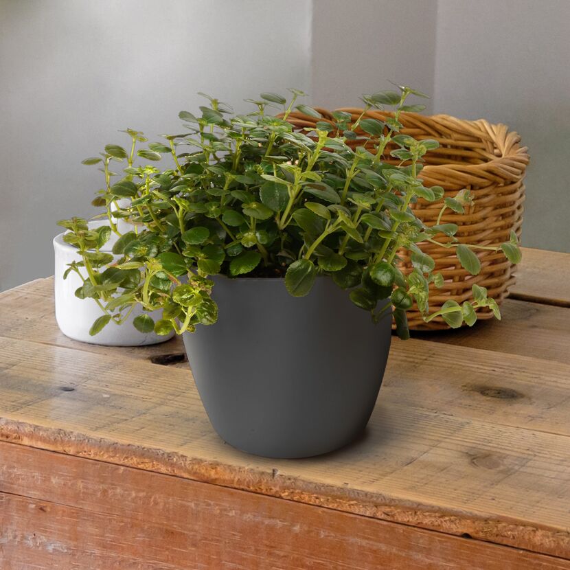 Pilea Depressa Sao Paulo in grauem Topf