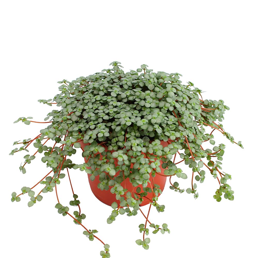 Grüne Hängepflanze im Topf