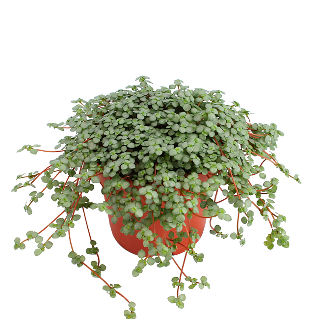Bild von Kanonierblume