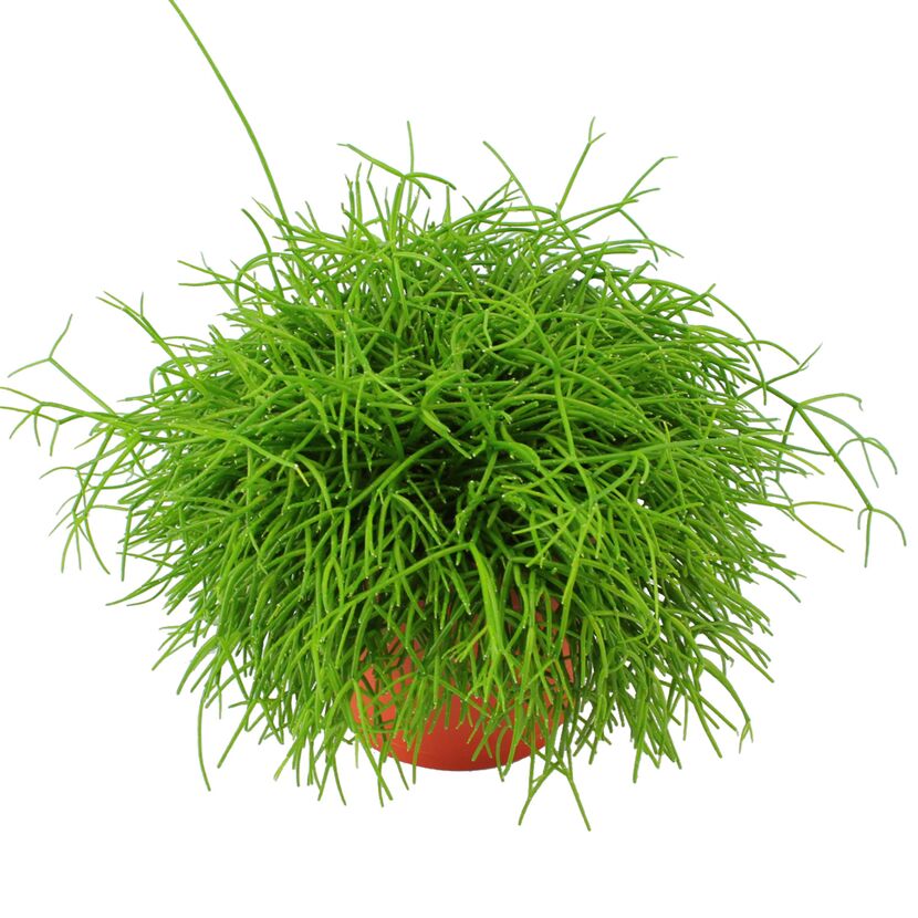 Grüne Rhipsalis in orangefarbenem Topf