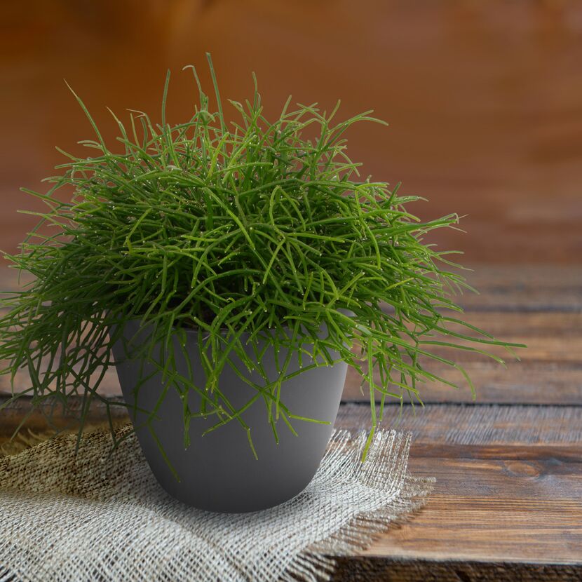 Rhipsalis in grauem Topf