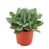 Senecio cephalophorus in Topf
