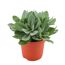 Senecio cephalophorus in Topf