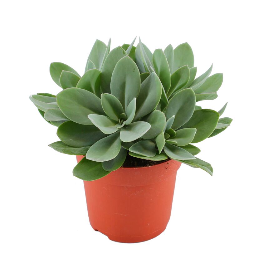 Senecio cephalophorus in Topf