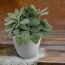 Senecio cephalophorus in weißem Topf