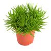 Senecio Himalaya Pflanze im Topf