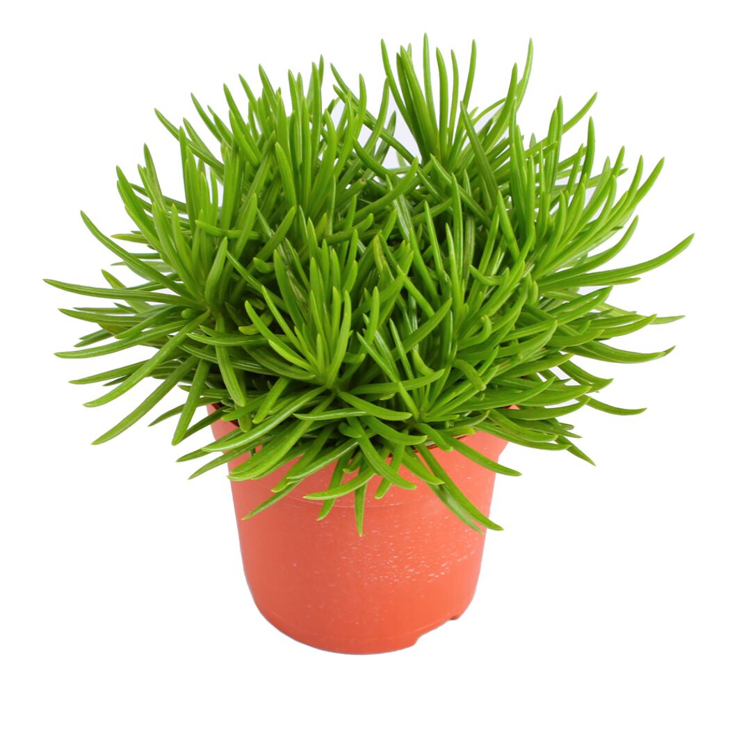 Senecio Himalaya Pflanze im Topf