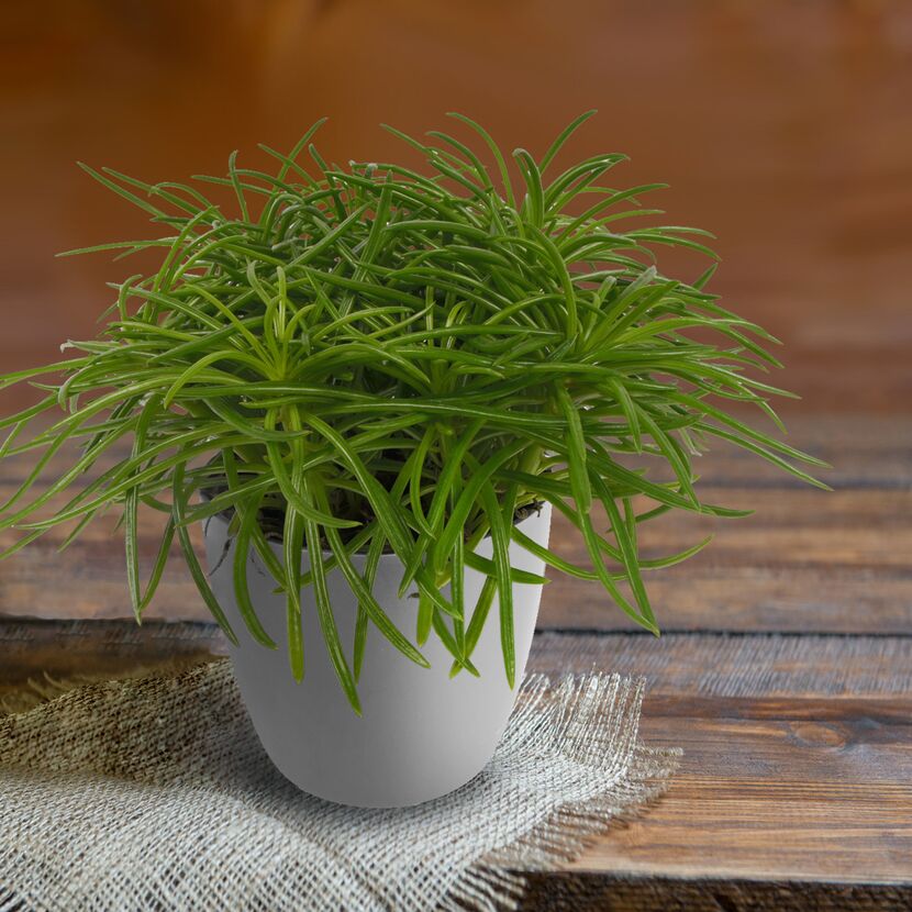 Senecio Himalaya in weißem Topf