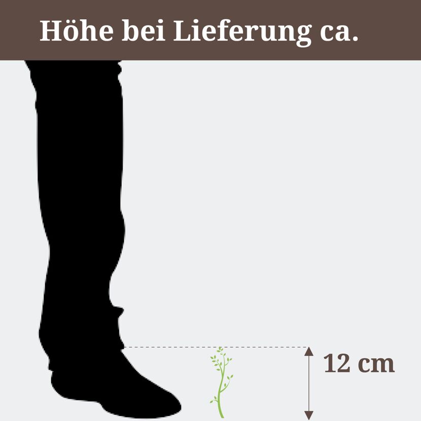Senecio Himalaya, Höhe bei Lieferung ca. 12 cm