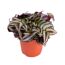 Tradescantia Zebrina Zebrakraut in einem Topf
