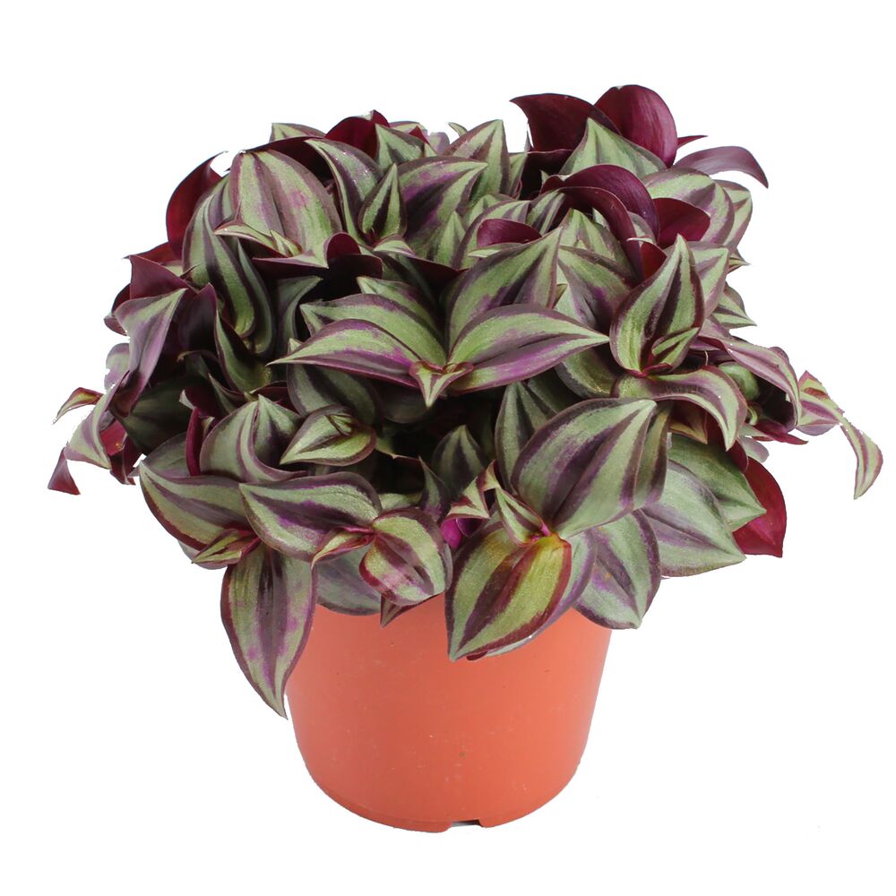 Tradescantia Zebrina im Topf