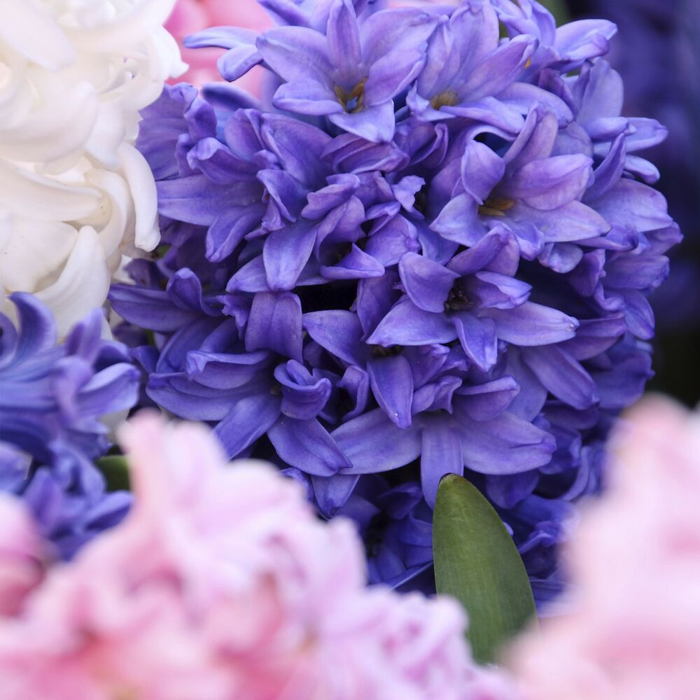 Lila und weiße Hyazinthen