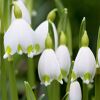 Weiße Frühlingsknotenblumen mit grünen Spitzen