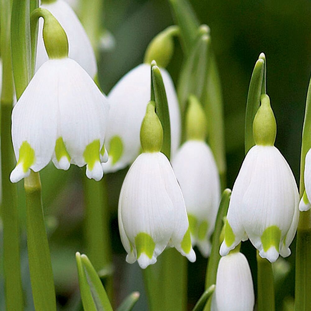 Weiße Frühlingsknotenblumen mit grünen Spitzen