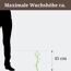 Keimling mit maximaler Wuchshöhe 45 cm neben einer Person