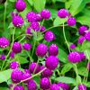 Lila Gomphrena-Blüten