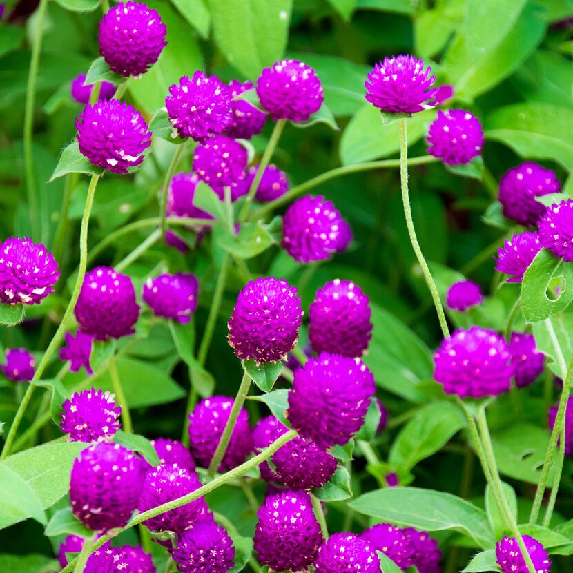 Lila Gomphrena-Blüten