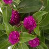 Gomphrena-Blüten mit grünen Blättern