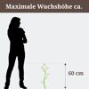 Eine Person neben einer Gomphrena, die ca. 60 cm hoch ist.