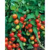 Tomatenpflanze Harzfeuer mit roten und grünen Tomaten