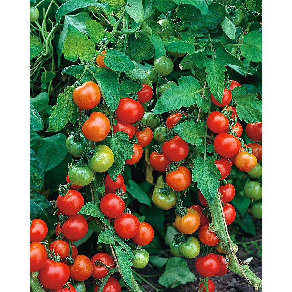 Tomatenpflanze Harzfeuer mit roten und grünen Tomaten