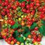 Reife und unreife Cocktailtomaten an der Pflanze