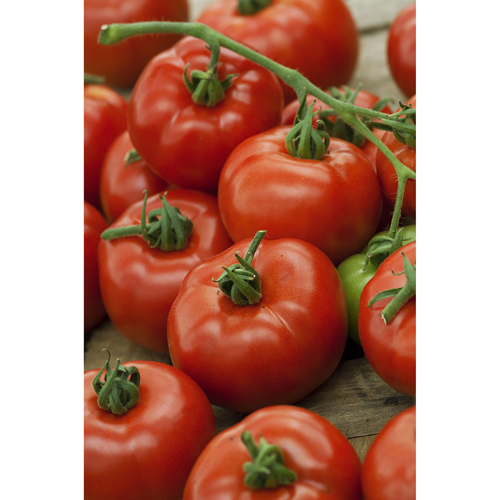 Fleischtomate + product picture