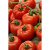 Reife rote Tomaten am Strauch