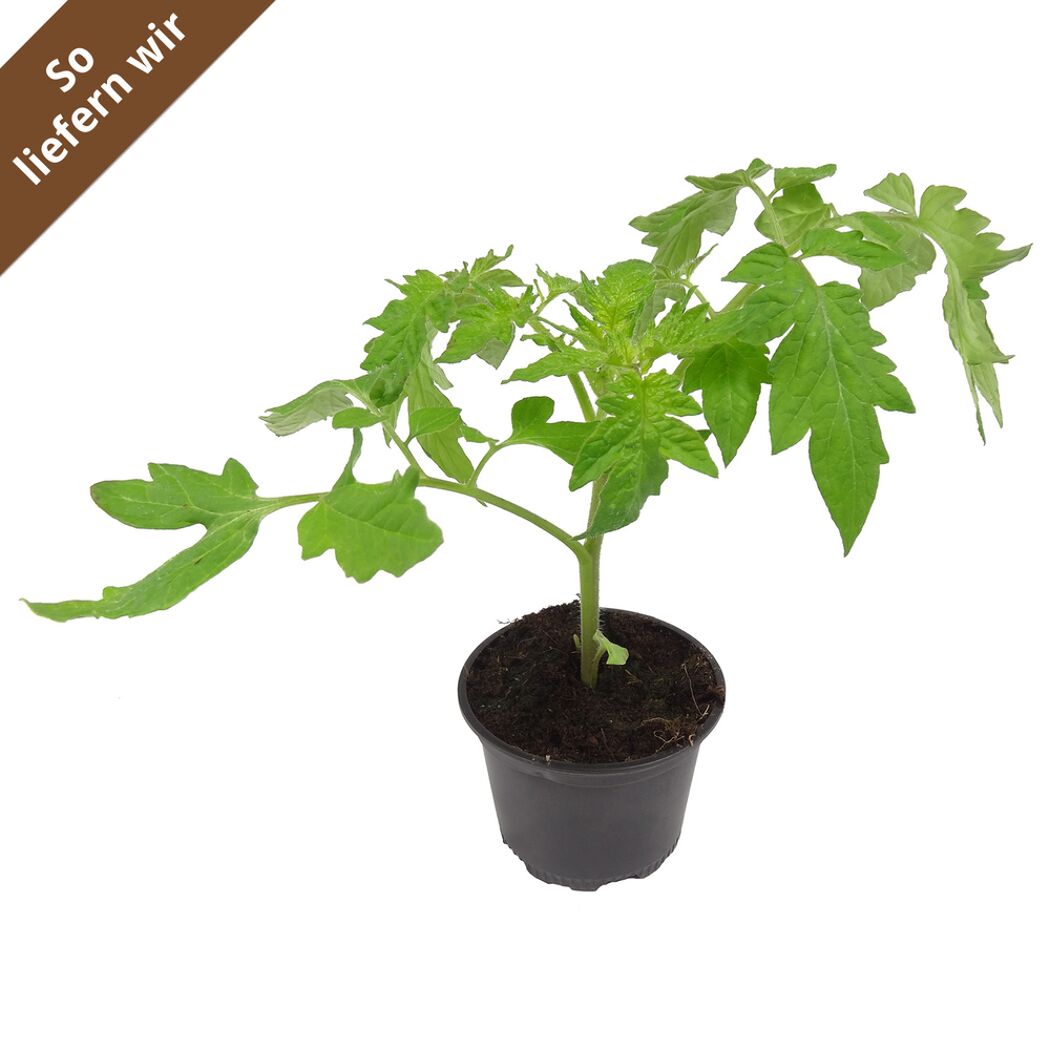 Tomatenpflanze im Topf