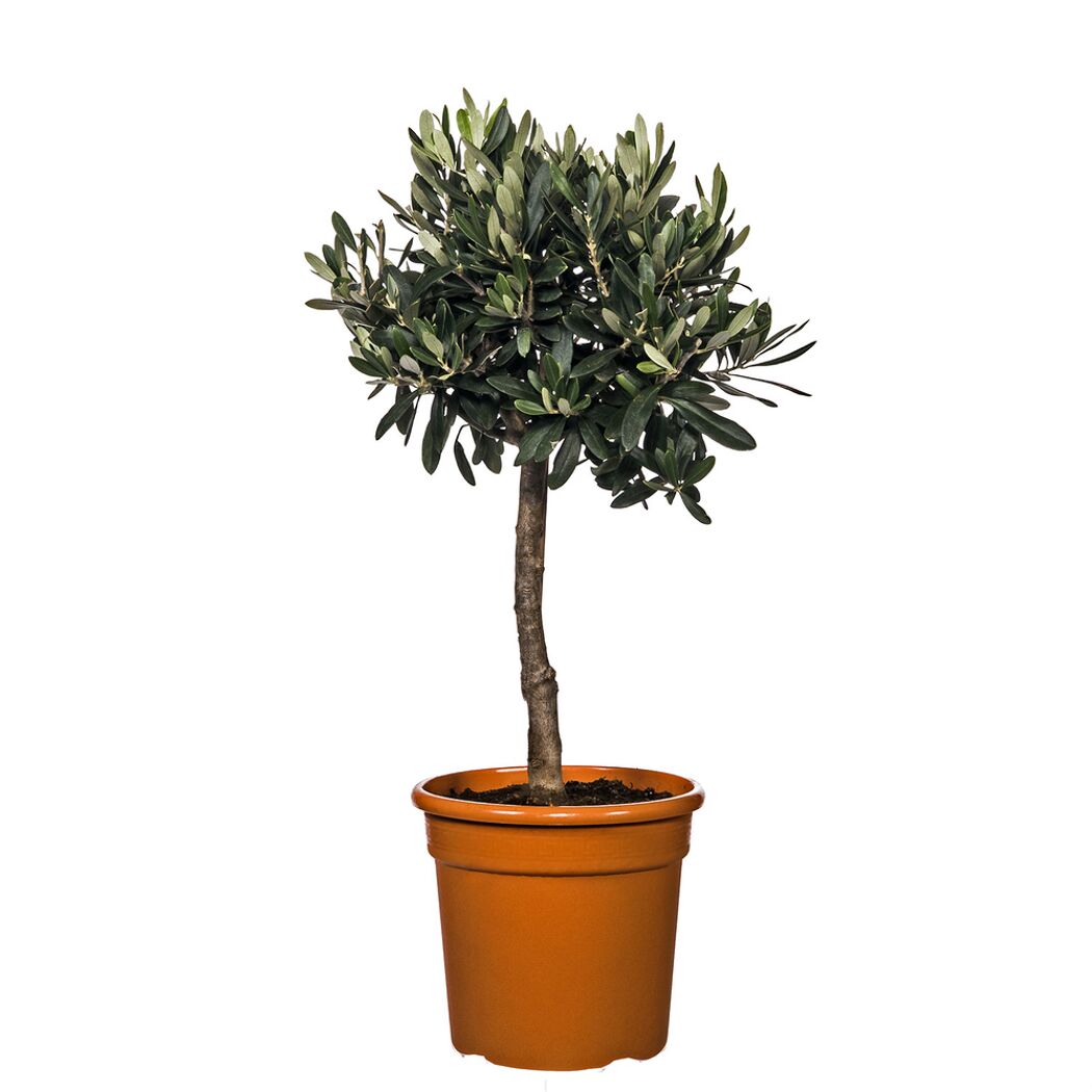 Olivenbaum in einem Topf