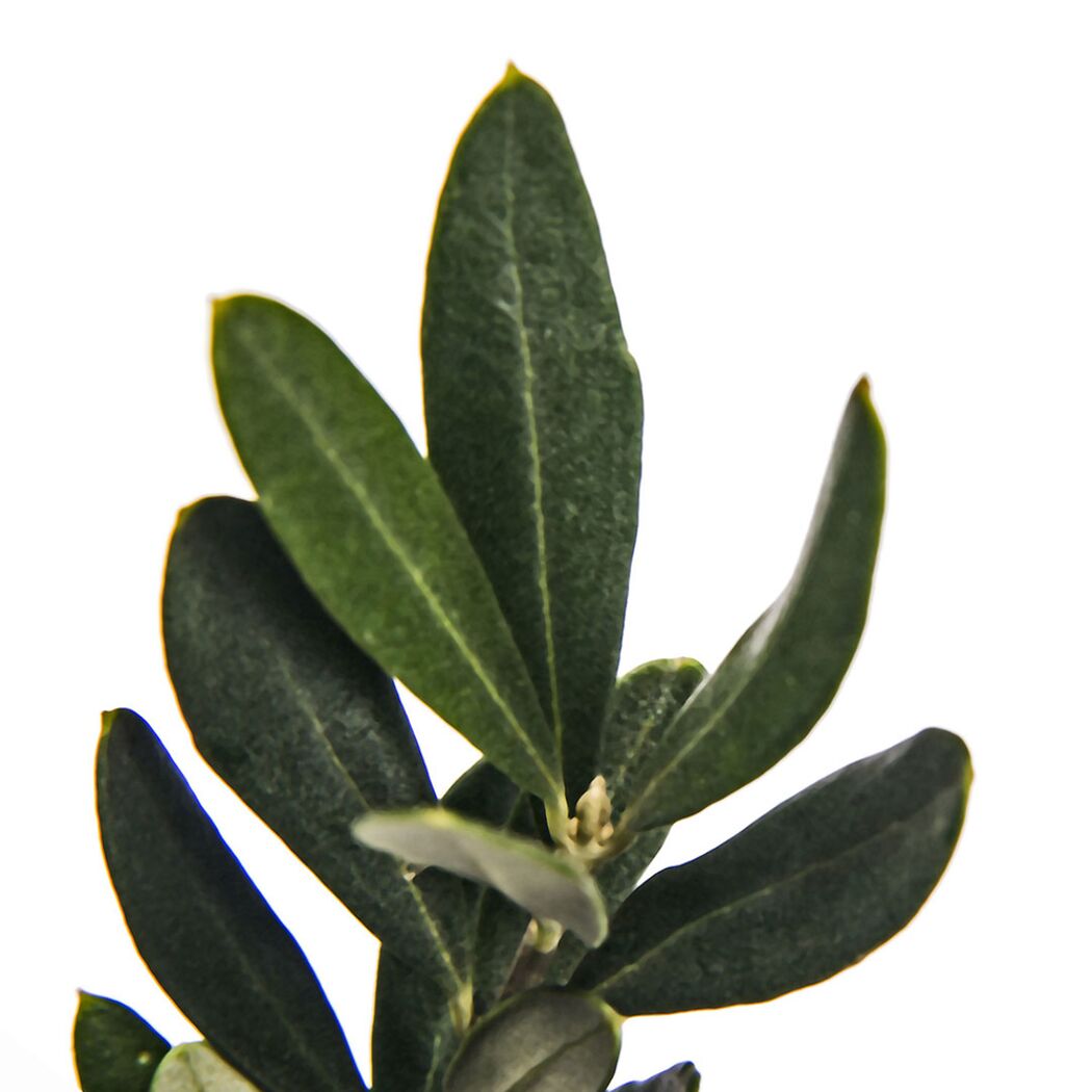 Nahaufnahme von Olivenbaumblättern