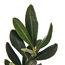 Verkleinertes Bild von Oliven-Stamm 60 cm, 16 cm Topf
