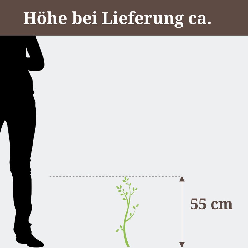 Olivenbaum Stamm, Höhe bei Lieferung ca. 55 cm