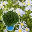 Blaue Kapmargerite Felicitas im blauen Topf