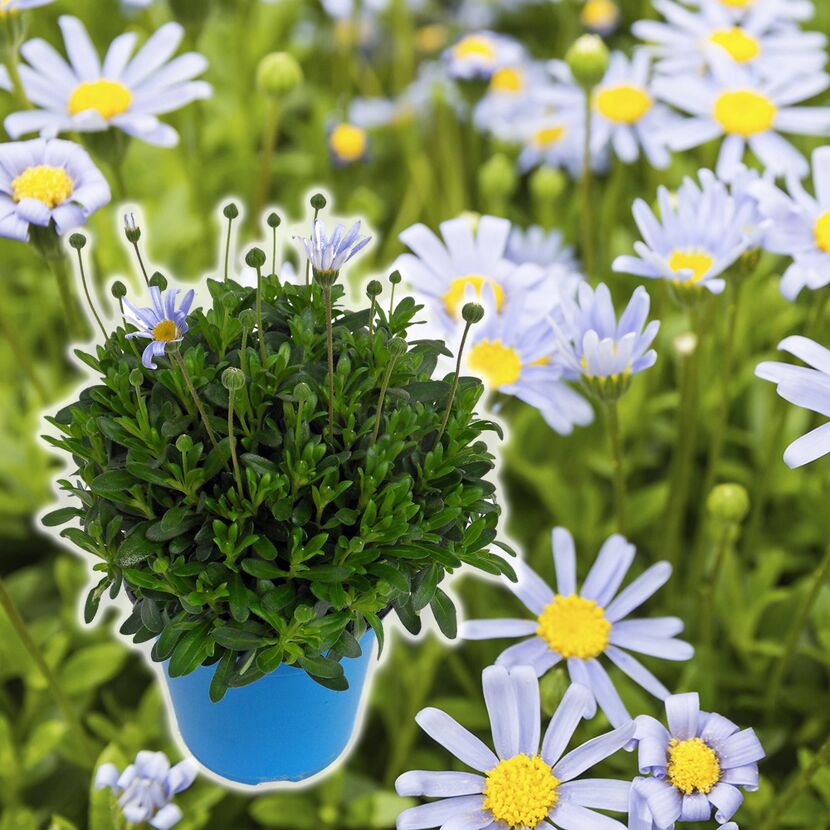 Blaue Kapmargerite Felicitas im blauen Topf