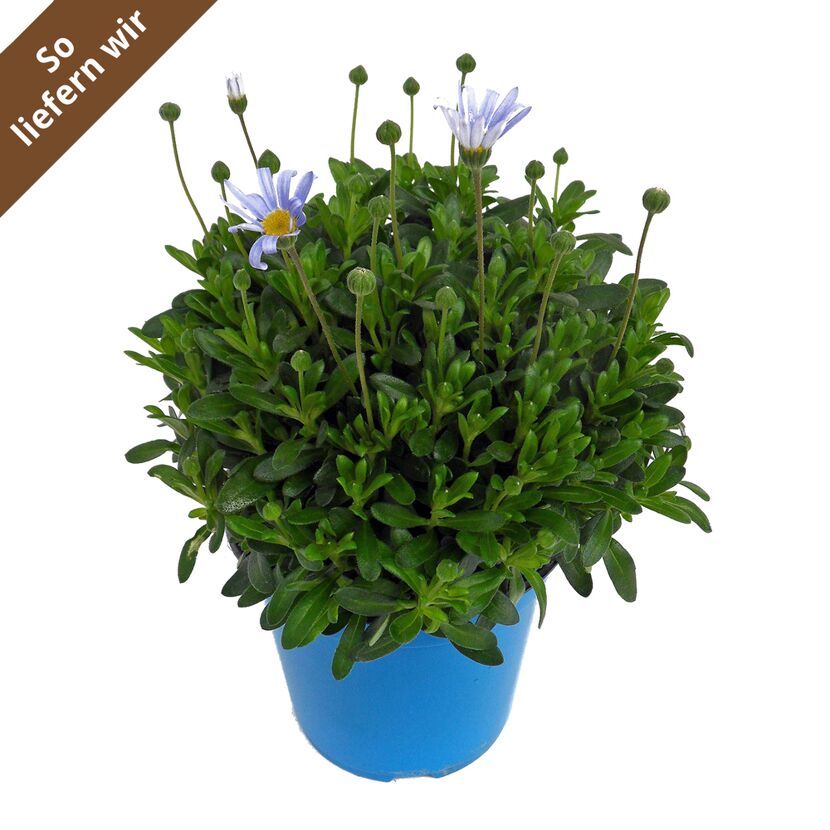 Blaue Kapmargerite im blauen Topf