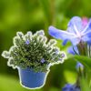 Lithodora, Steinsame im blauen Topf