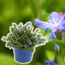 Lithodora, Steinsame im blauen Topf