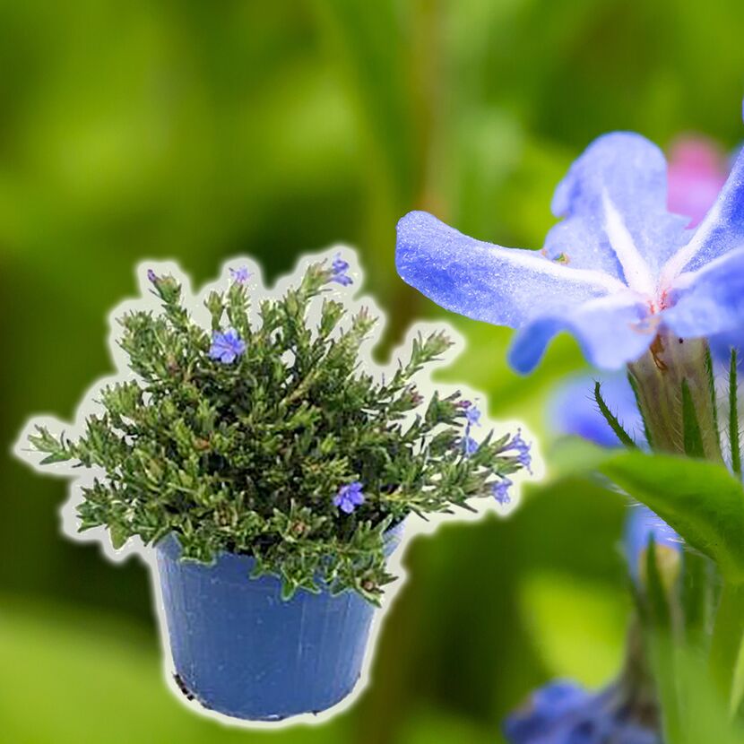 Lithodora, Steinsame im blauen Topf