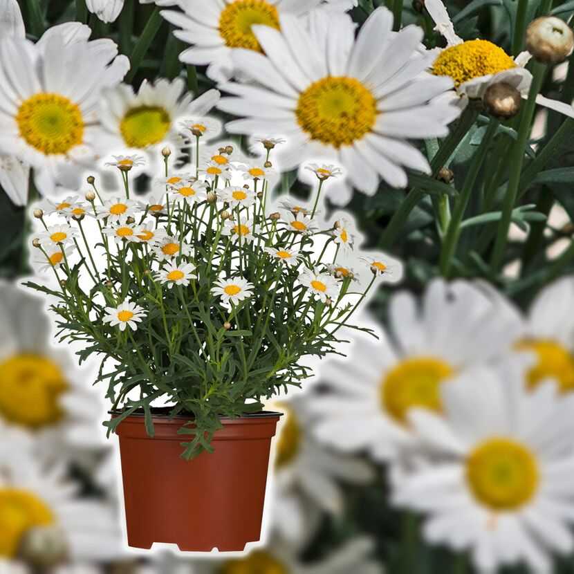 Margeritenbusch im Topf