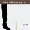 Pflanze mit einer Höhe von 25 cm neben einem Fuß.
