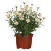 Topf mit weißen Margeriten