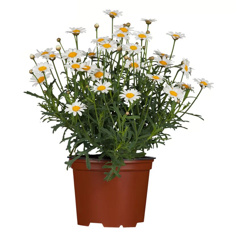 Topf mit weißen Margeriten