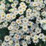 Weiße Margeritenblüten mit gelber Mitte